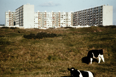 800631 Gezicht op enkele flatgebouwen in de wijk Overvecht te Utrecht, met op de voorgrond twee kalfjes.